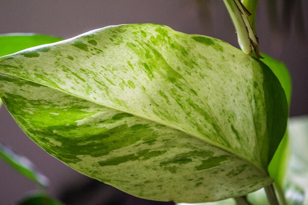 Primer plano de hojas verdes multicolores en plantas en macetas