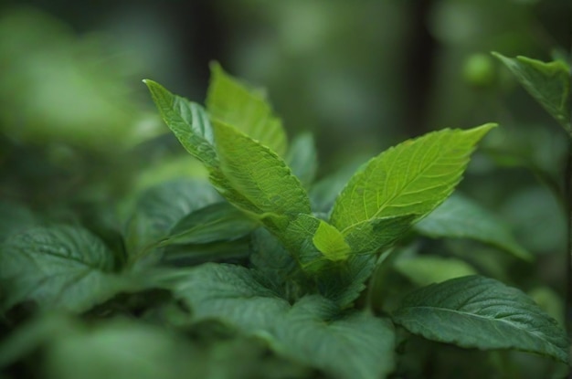 Un primer plano de las hojas verdes en la naturaleza