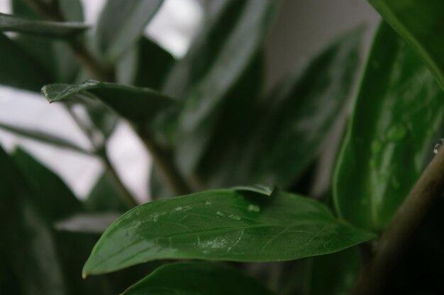 Primer plano de las hojas verdes de la planta Zamioculcas con gotas de agua