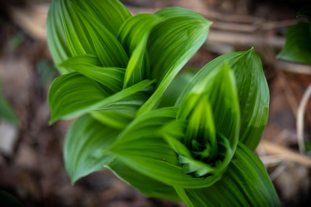 Foto primer plano de las hojas verdes de la planta