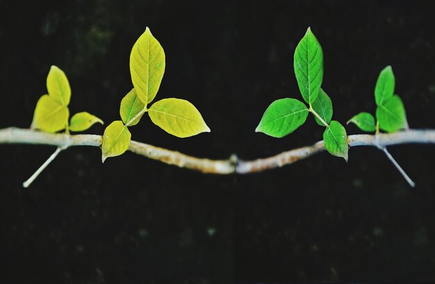 Foto primer plano de las hojas verdes de la planta