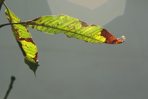 Foto primer plano de las hojas verdes de la planta