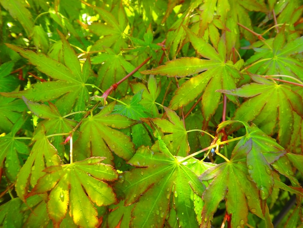 Foto primer plano de las hojas verdes de la planta