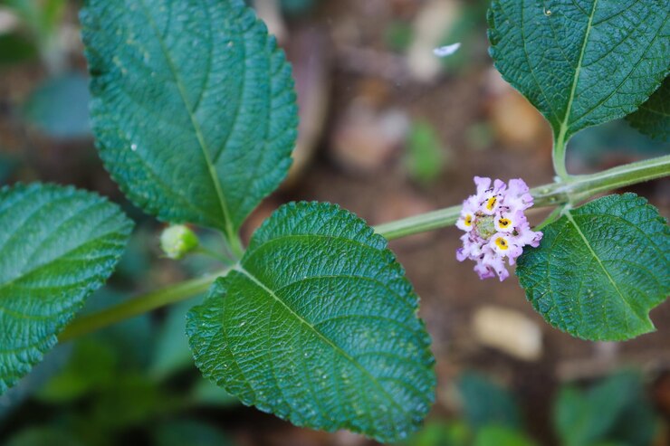 Foto primer plano de las hojas verdes de la planta