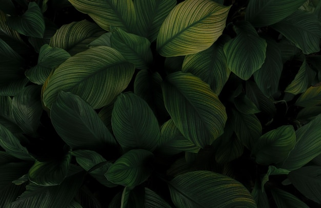 Primer plano de hojas verdes de plantas tropicales en el jardín Hoja verde oscuro densa con textura de patrón de belleza