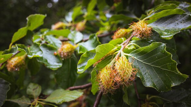 Un primer plano de las hojas verdes en una rama de un árbol