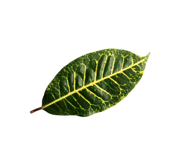 Primer plano de hojas verdes sobre un fondo blanco