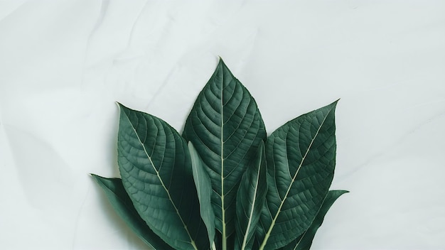 Primer plano de hojas verdes sobre un fondo blanco