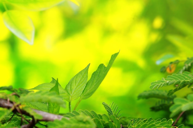 Primer plano de hojas verdes sobre fondo de naturaleza borrosa con espacio de copia