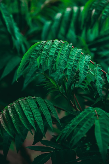 Foto primer plano de las hojas verdes en tierra