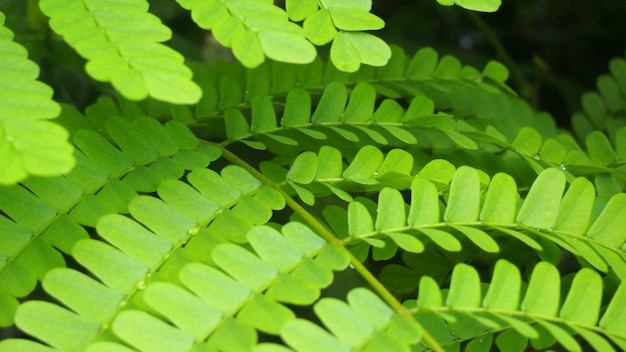 Foto primer plano de las hojas verdes