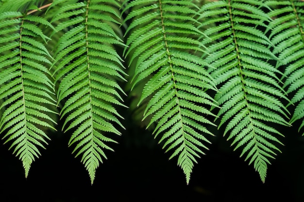Foto primer plano de las hojas verdes