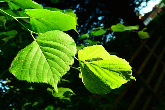 Primer plano de las hojas verdes