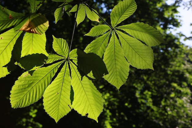 Foto un primer plano de las hojas verdes.