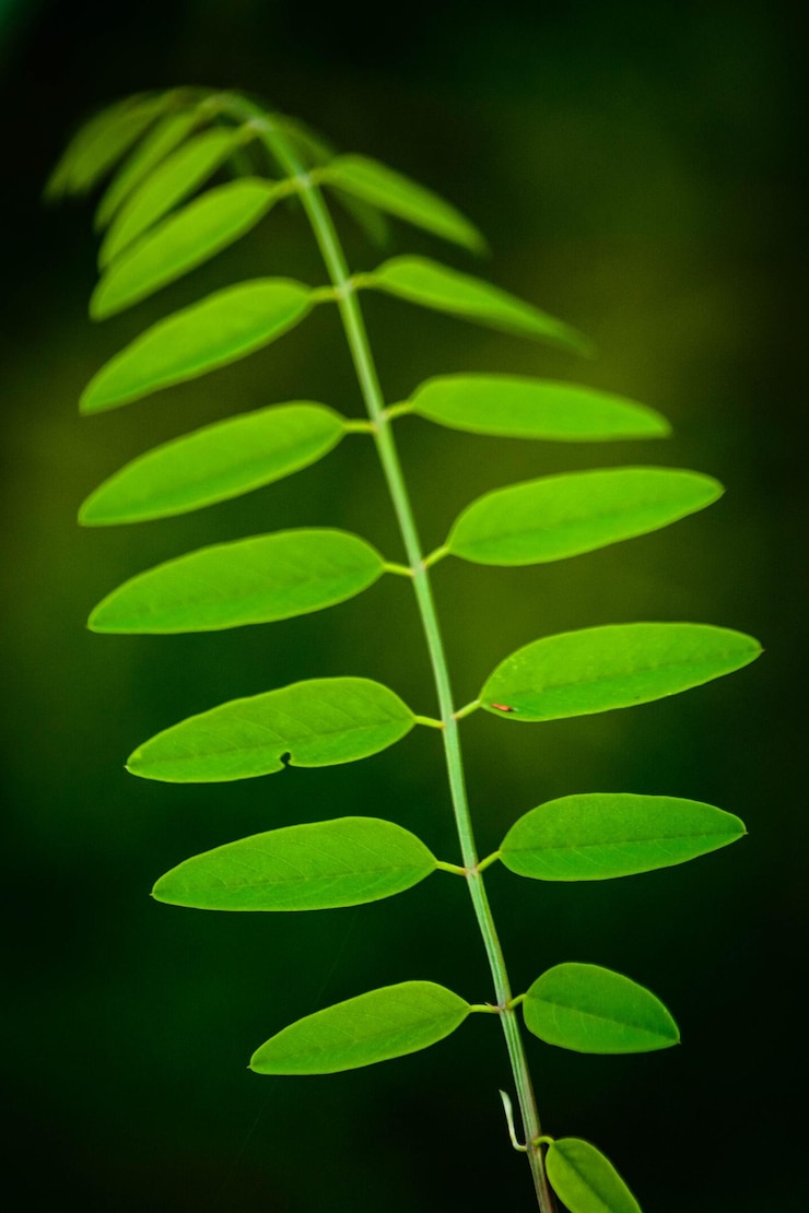 Foto primer plano de las hojas verdes
