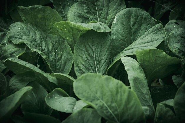 Foto primer plano de las hojas verdes