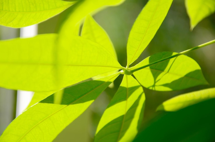 Foto primer plano de las hojas verdes
