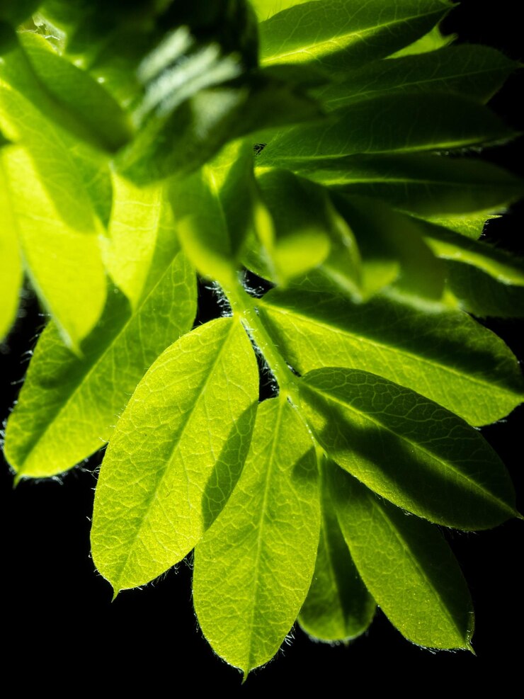 Foto primer plano de las hojas verdes