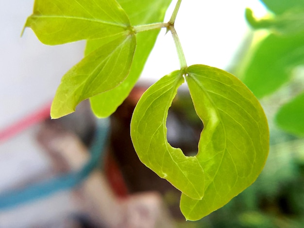 Primer plano de las hojas verdes