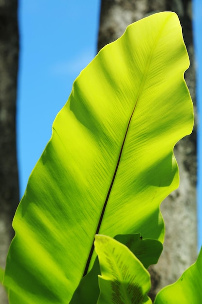 Foto primer plano de las hojas verdes