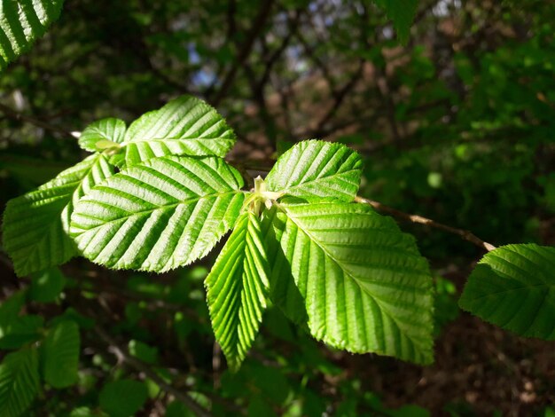 Foto primer plano de las hojas verdes