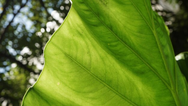 Foto primer plano de las hojas verdes