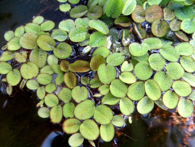 Foto primer plano de las hojas verdes