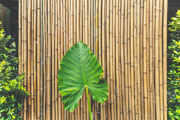 Foto primer plano de las hojas verdes