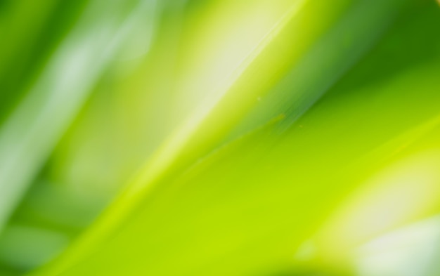 Primer plano de las hojas verdes