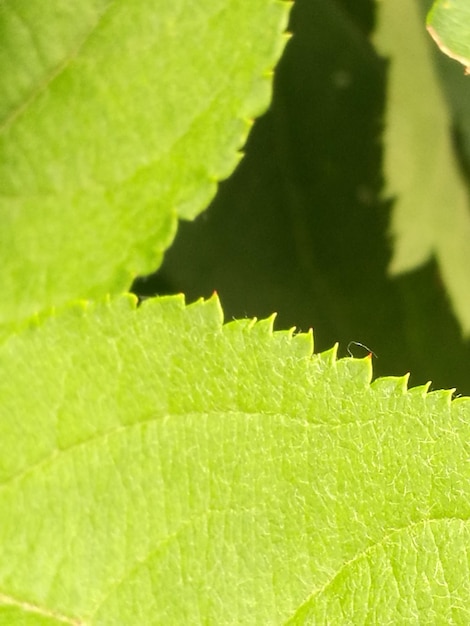 Foto primer plano de las hojas verdes