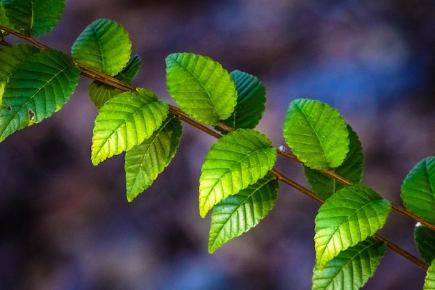 Primer plano de las hojas verdes