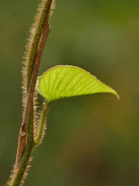 Primer plano de las hojas verdes