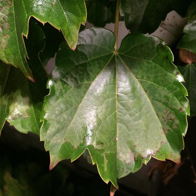 Foto primer plano de las hojas verdes