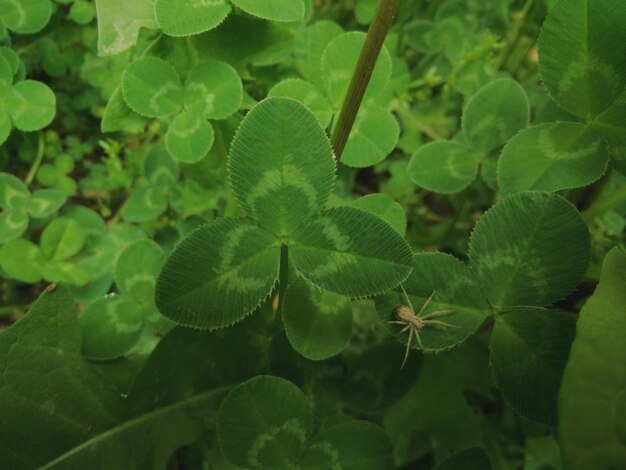 Primer plano de las hojas verdes