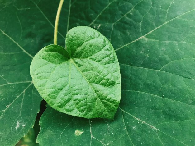 Primer plano de las hojas verdes