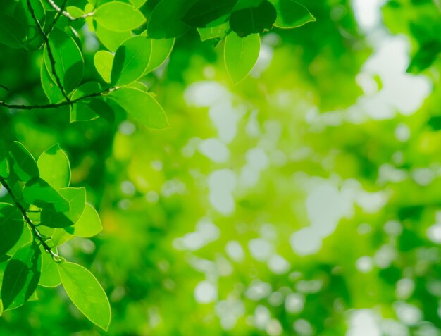 Foto primer plano de las hojas verdes