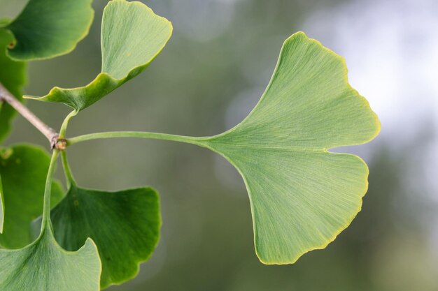 Foto primer plano de las hojas verdes