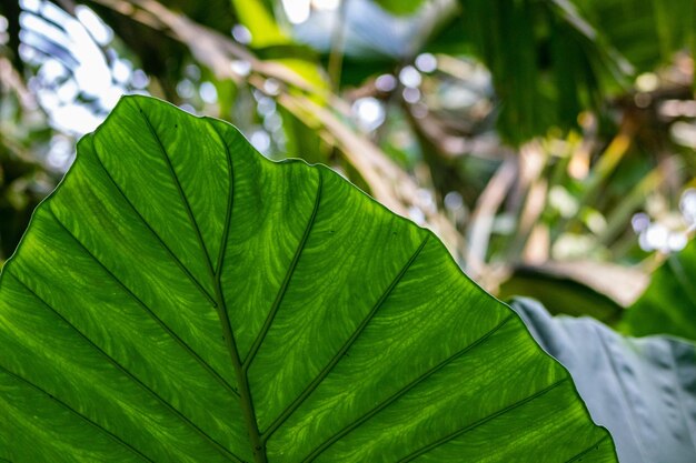 Foto primer plano de las hojas verdes