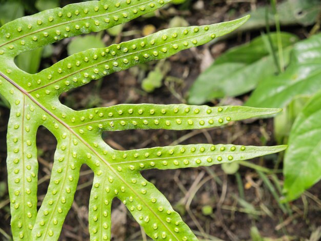 Foto primer plano de las hojas verdes