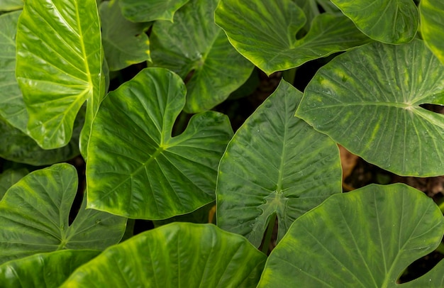 Foto primer plano de las hojas verdes