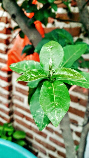 Foto primer plano de las hojas verdes