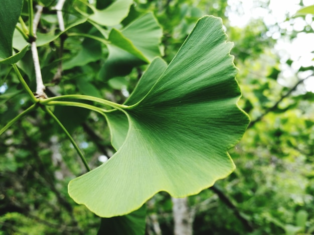 Foto primer plano de las hojas verdes