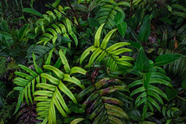 Foto primer plano de las hojas verdes