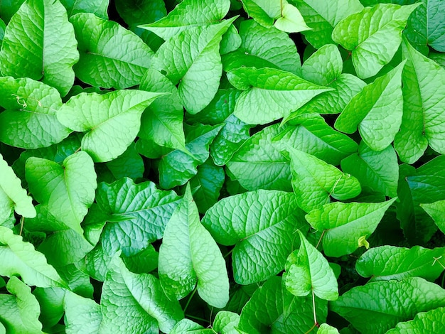 Primer plano de las hojas verdes