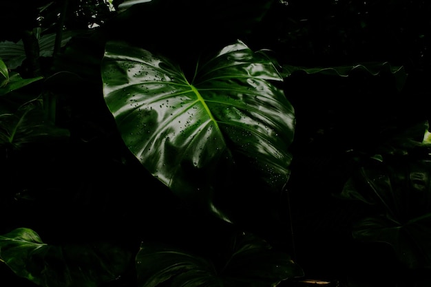 Foto primer plano de las hojas verdes