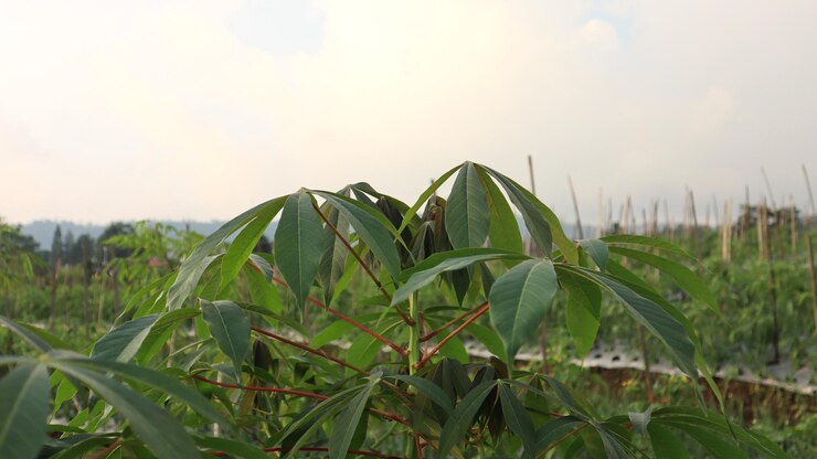 Un primer plano de las hojas de la yuca en el campo
