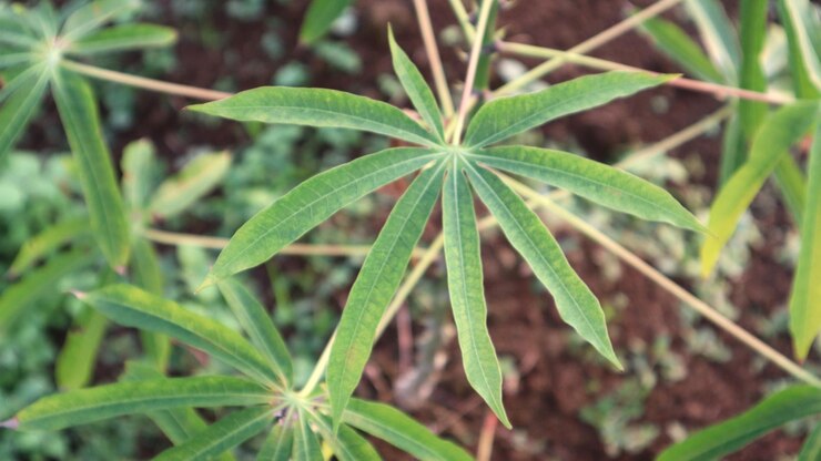 Un primer plano de las hojas de la yuca en el campo
