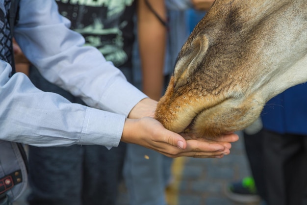 Foto primer plano de un hombre acariciando a un animal