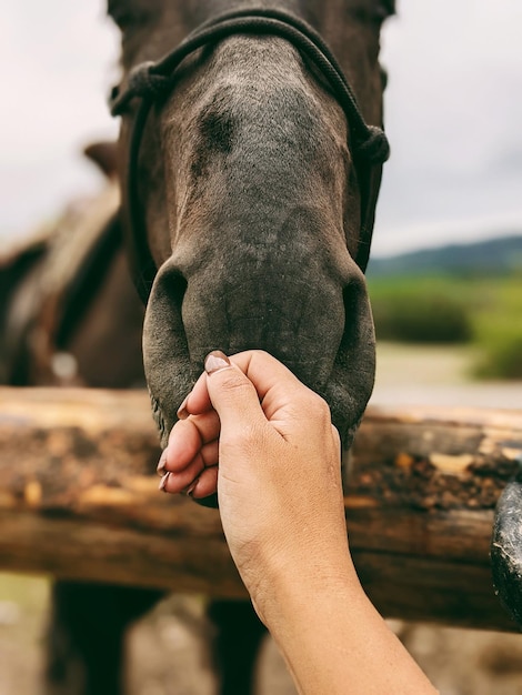 Foto primer plano de un hombre con un caballo