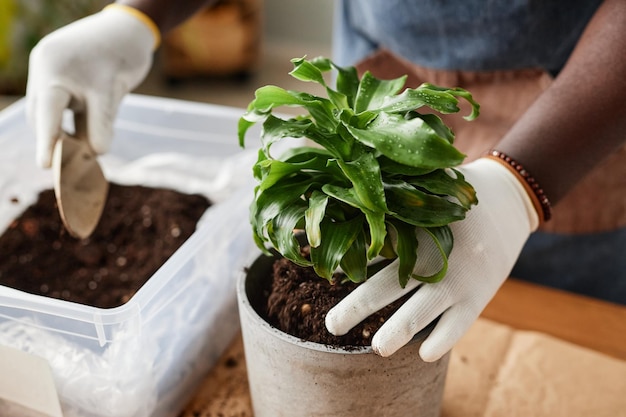 Primer plano de un hombre irreconocible trasplantando plantas verdes en el interior en la temporada de primavera